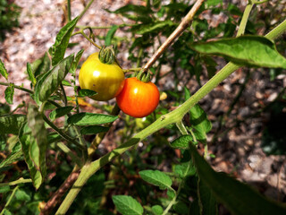 Ripening stages, growth process of tomatoes. Colour changes of maturing tomato on plant in farm,...
