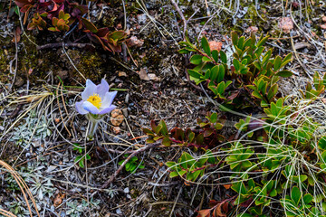 Flowering Crocuses in the spring on a snow-covered mountain. Pikes Peak Mountain, Colorado