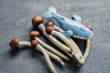 Subconscious Dive – Psilocybin Mushrooms and the  Whale Trip