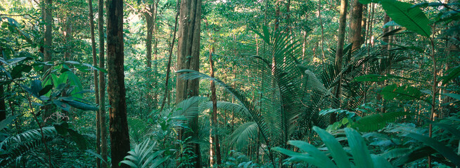 For&ecirc;t tropicale, Guyane fran&ccedil;aise, 