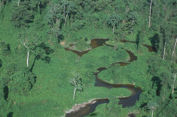 Forêt tropicale, Guyane française, 