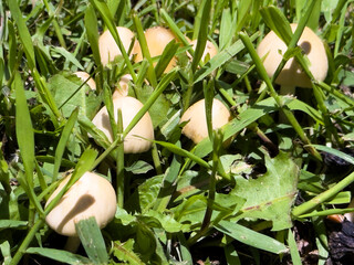 a cluster of mushrooms in the grass
