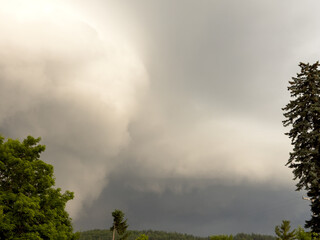 clouds in the forest