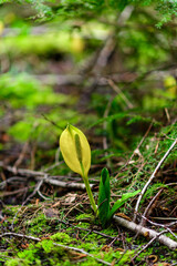 American skunk-cabbage Lysichiton americanus, Yellow flowered wild plant in humid forest, USA