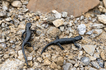 Two black Salamanders walking on rocky surface in alpine mountains