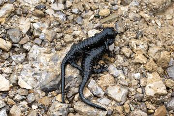Two black Salamanders mating on rocky underground in the alps mountains