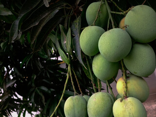 Close up of bunch of unripe and matured green mangoes on tree. Fruits on stalk hanging on tree with leaves in a backyard garden. Seasonal mature fruits. Mangifera indica.