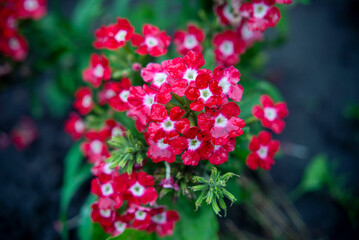 Red verbena flowers with raindrops closeup