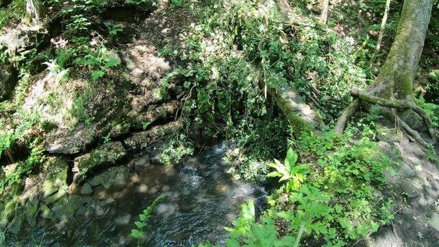 Storm damage of a tree over a river in Healey Dell Nature Reserve.