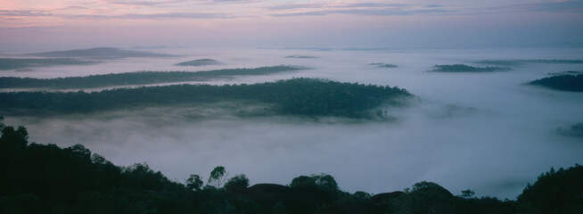 For&ecirc;t tropicale, Guyane fran&ccedil;aise, 