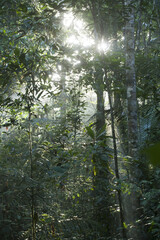 Forêt tropicale, Guyane française, 