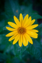 Yellow daisy with radial petals, close-up floral macro photography