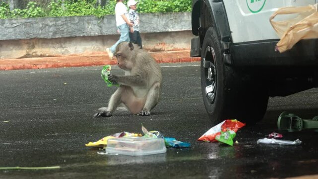 A monkey steals snacks from a car, sits on wet asphalt, and licks a chocolate wrapper while surrounded by scattered plastic waste near a vehicle