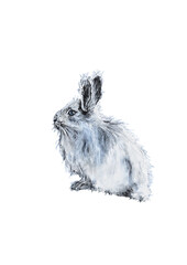 snow rabbit