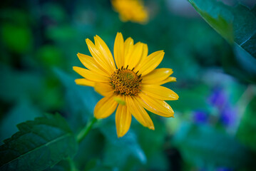 Side view of blooming yellow flower with natural bokeh background
