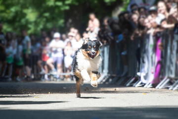 Dog agility competition.