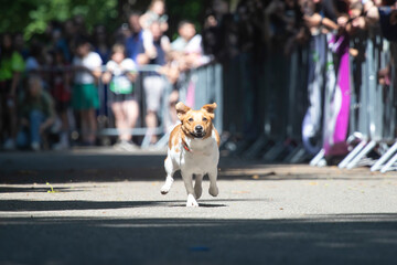 Dog agility competition.