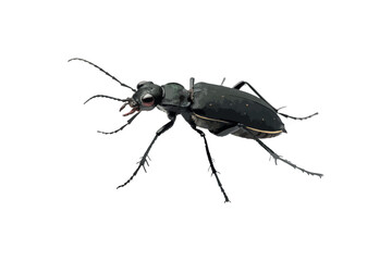 Tiger Beetle Silhouette On White Background.01