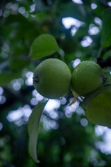 Green apples with water droplets on tree branch