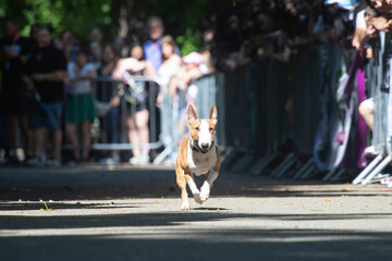 Dog agility competition.
