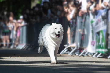 Dog agility competition.