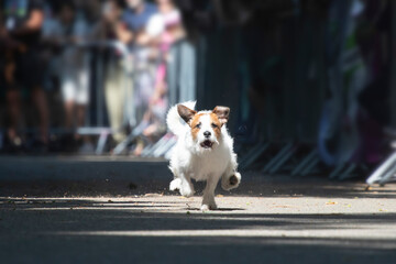 Dog agility competition.