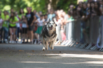 Dog agility competition.