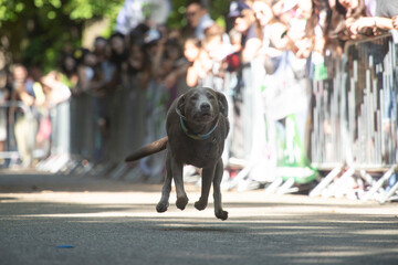 Dog agility competition.