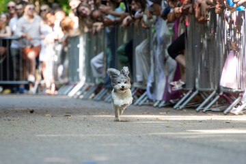 Dog agility competition.
