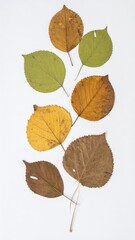 Autumn Leaves Arrangement on White Background