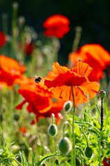 red poppy flower