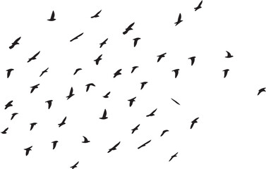 Editable Flock of Birds in Flight 