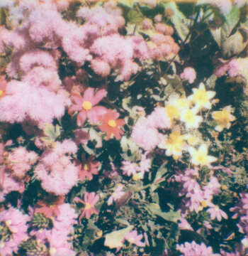 flowers in the garden