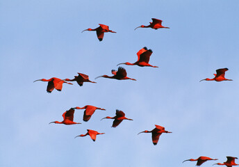 Ibis rouge-Eudocimus ruber