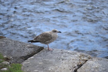 seagull on the beach