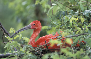 Ibis rouge-Eudocimus ruber