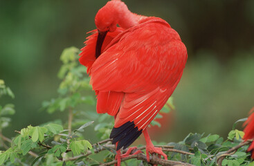 Ibis rouge-Eudocimus ruber