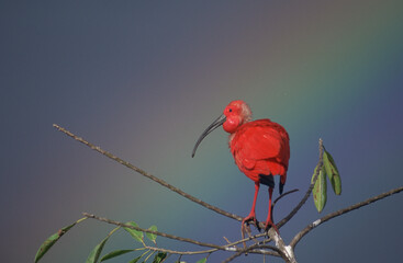 Ibis rouge-Eudocimus ruber