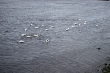 swans on the beach