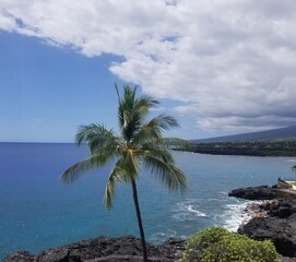 Palm Tree in Kona