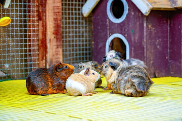 Several Guinea Pigs sit near the entrance to a small blue hutch. Another Guinea Pig is visible inside the hutch. They are on a yellow grid floor