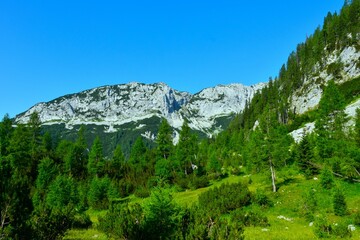 Alpine meadow with larch trees and mugo pine bushes and mountains in Julian alps, Gorenjska, Slovenia
