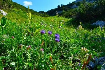 Alpine meadow with blue round-headed rampion (Phyteuma orbiculare) flowers
