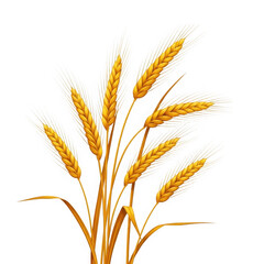 Golden wheat stalks with long bristles against a transparent background