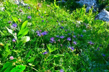 Meadow with blue round-headed rampion (Phyteuma orbiculare) flowers