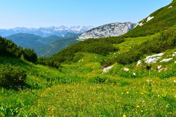 Alpine meadow with flowers and mugo pine in Julian alps, Gorenjka, Slovenia
