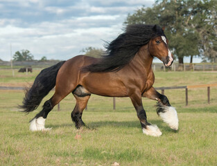Adult male Gypsy Vanner Horse stallion runs across field