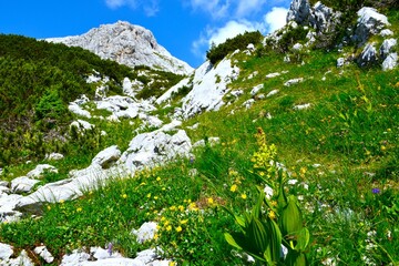 Alpine meadow with blooming Veratrum album plant and yellow flower bellow Debeli Vrh mountain peak in Julian alps, Gorenjska, Slovenia