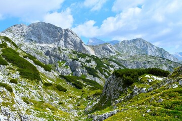 Alpine landscape with meadow and mugo pine at Lazovški Preval in Julian alps, Gorenjska, Slovenia