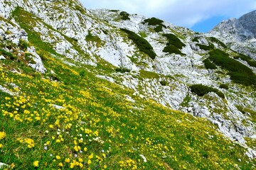 Mountain landscape with a meadow with yellow kidneyvetch (Anthyllis vulneraria) flowers in Julian alps, Gorenjska, Slovenia